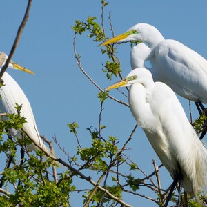 Great Egrets on Elders East in Jamaica Bay. Photo: NYC Audubon