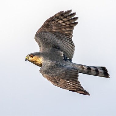 
An adult Sharp-shinned Hawk in flight; note its squared-off tail. Photo: <a href="https://pbase.com/btblue" target="_blank" >Lloyd Spitalnik</a>