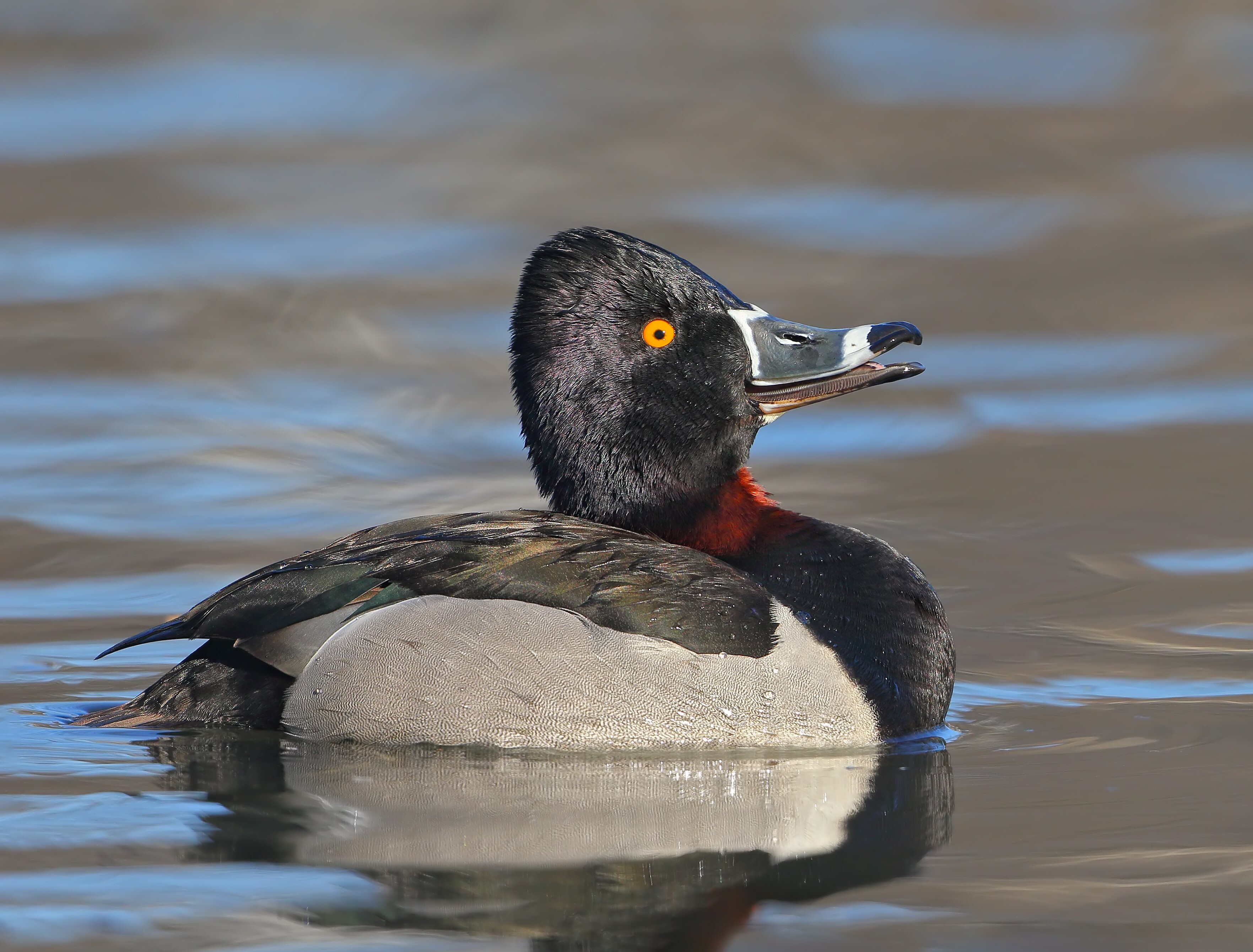 Wintering waterfowl at Oakland Lake sometimes include less common species like the Ring-necked Duck. Photo: <a href="https://www.flickr.com/photos/120553232@N02/" target="_blank">Isaac Grant</a>
