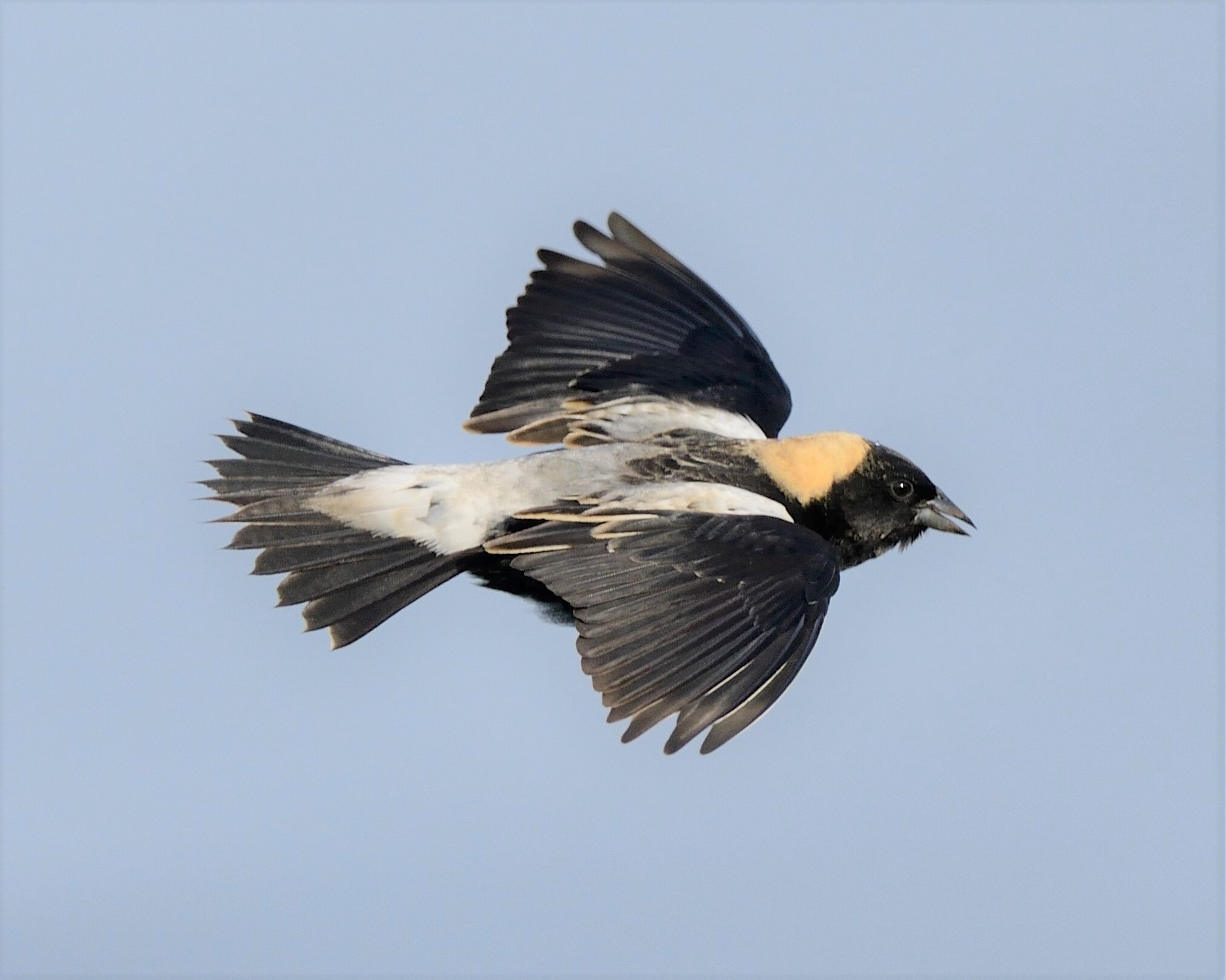Bobolinks sometimes stop by the open areas of Governors Island during migration. Photo: JanetandPhil/CC BY-NC-ND 2.0