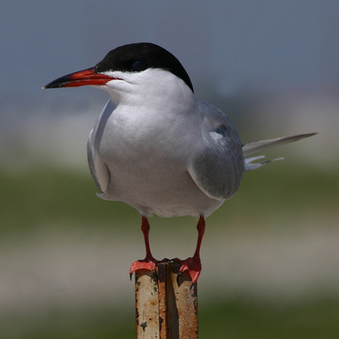 Common Terns nest on several island in the Bay. Photo: <a href="https://www.facebook.com/don.riepe.14" target="_blank">Don Riepe</a>