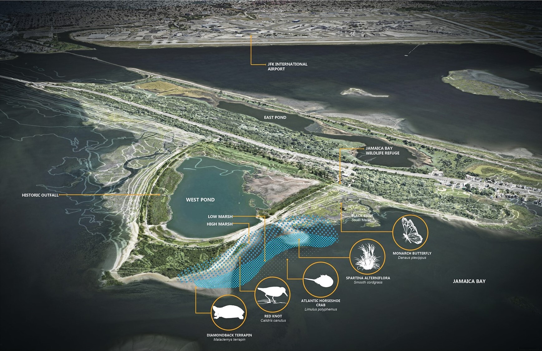 A design plan by Dirtworks Landscape Architecture lays out the major habitat areas of the Living Shoreline project and the primary species of concern that are likely to benefit. Project design by Dirtworks Landscape Architecture, courtesy of Jamaica Bay-Rockaway Parks Conservancy