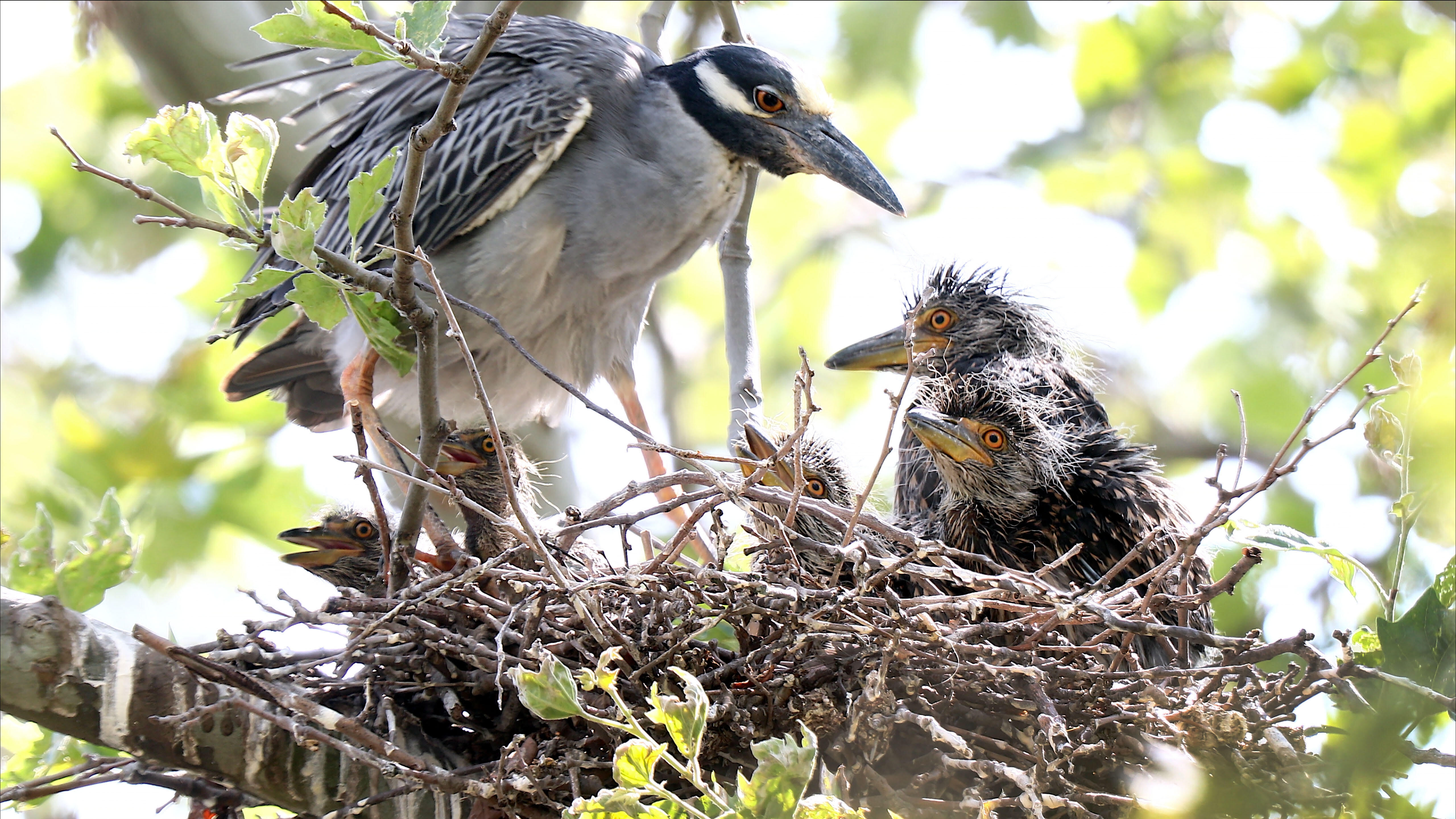 A Yellow-crowned Night-Heron stops to feed its five chicks on Governors Island. Photo: Bruce Yolton