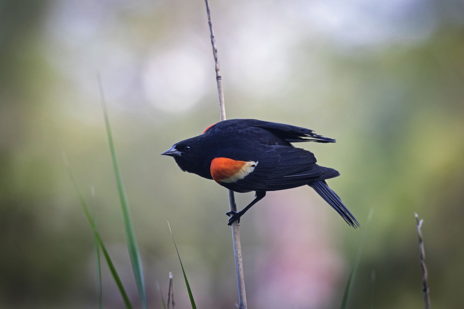 A male Red-winged Blackbird on territory. Photo: François Portmann