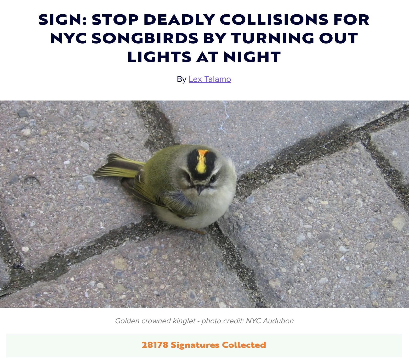 Screenshot of the online petition, featuring an image of a stunned bird. Photo: NYC Audubon