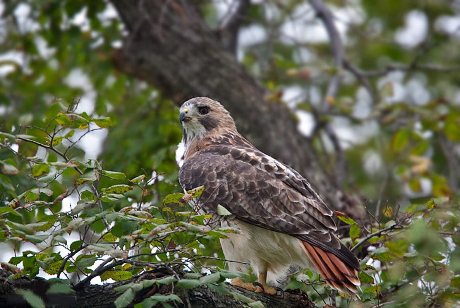 Pale Male surveys his territory in Central Park. Photo: <a href="https://www.lilibirds.com/" target="_blank">David Speiser</a>