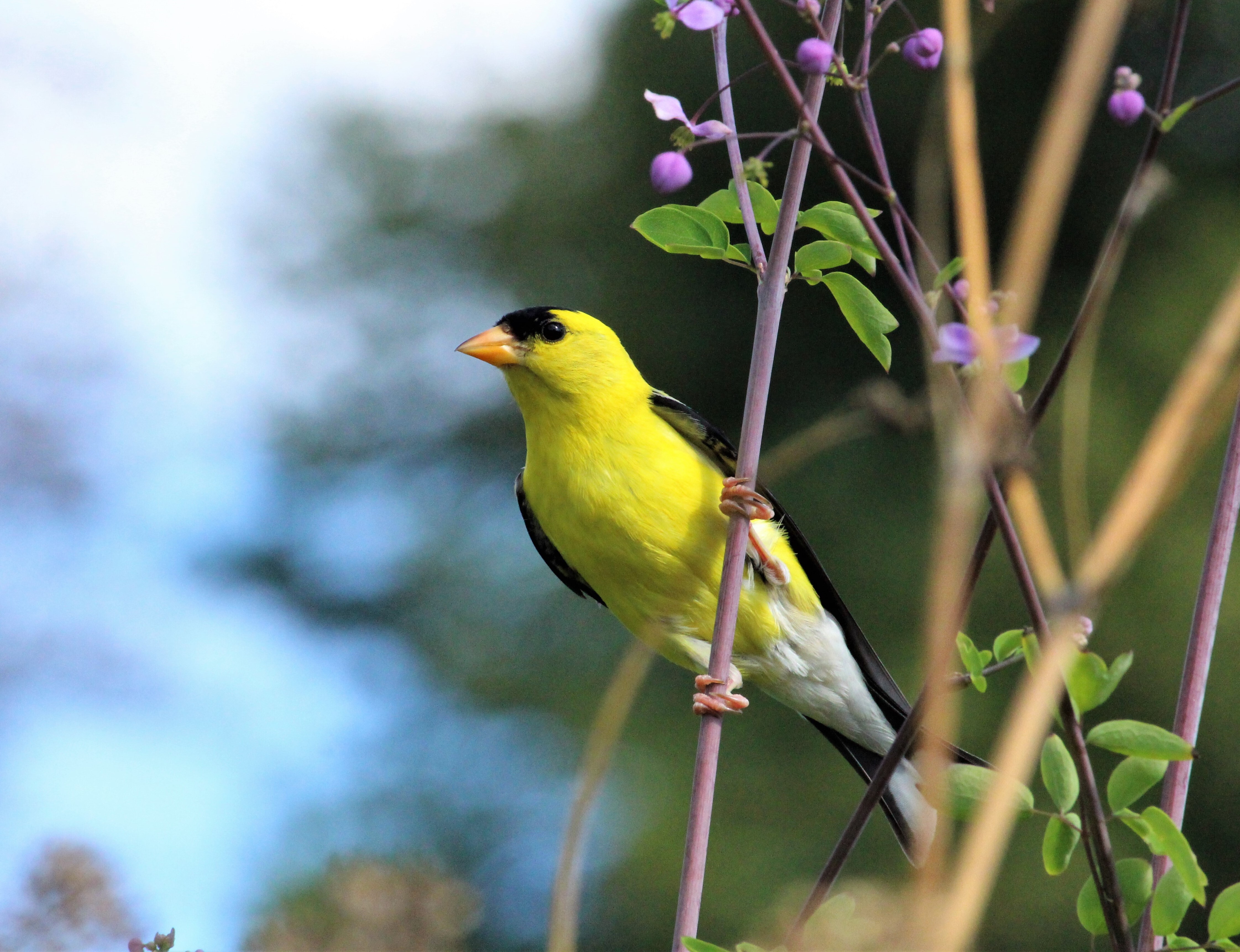 American Goldfinches are found year-round in the Snug Harbor gardens. Photo: <a href="https://www.flickr.com/photos/89780664@N05/" target="_blank" >Dave Ostapiuk</a>