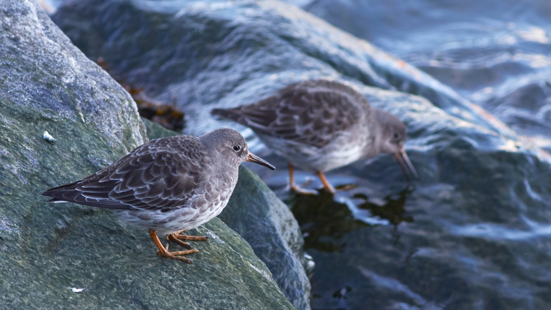 During the colder months, Purple Sandpipers can sometimes be found on the rocky shoreline of Roosevelt Island. Photo: Karen Fung