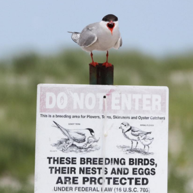 This Common Tern adds emphasis to the sign below prohibiting beachgoers from entering tern, plover, and oystercatcher nesting grounds at Nickerson Beach, Long Island. Photo: Debra Kriensky