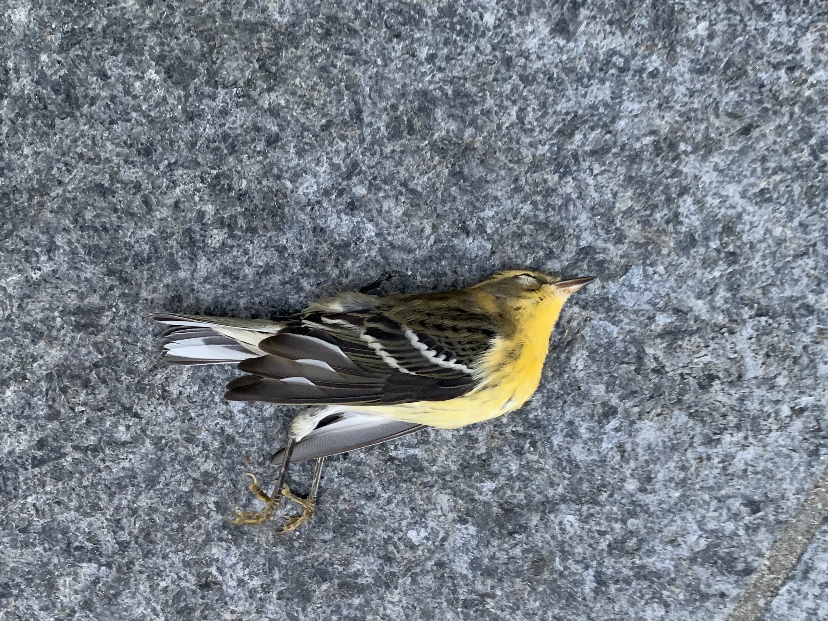 This female or young male Blackburnian Warbler, collected by Project Safe Flight volunteer Melissa Breyer, died from a window collision in the World Trade Center area on September 14, 2021. Photo: Melissa Breyer