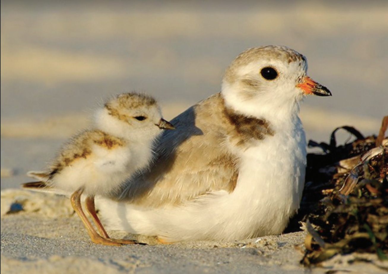Piping Plover chicks are well camouflaged against beach sand, making them easy to miss while you are walking on the beach. Photo: Jim Fenton