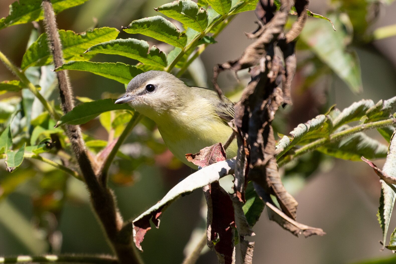 Many migrants including the rare Philadelphia Vireo have been spotted in Peter Detmold Park. Photo: Ryan F. Mandelbaum