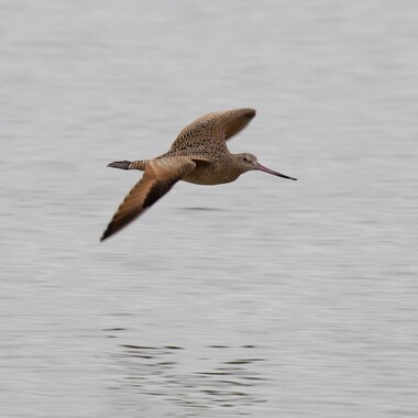 The many shorebirds that stop over along Brooklyn's south coast are sometimes joined by less common species like the Marbled Godwit. Photo: <a href="https://www.flickr.com/photos/144871758@N05/" target="_blank">Ryan F. Mandelbaum</a>