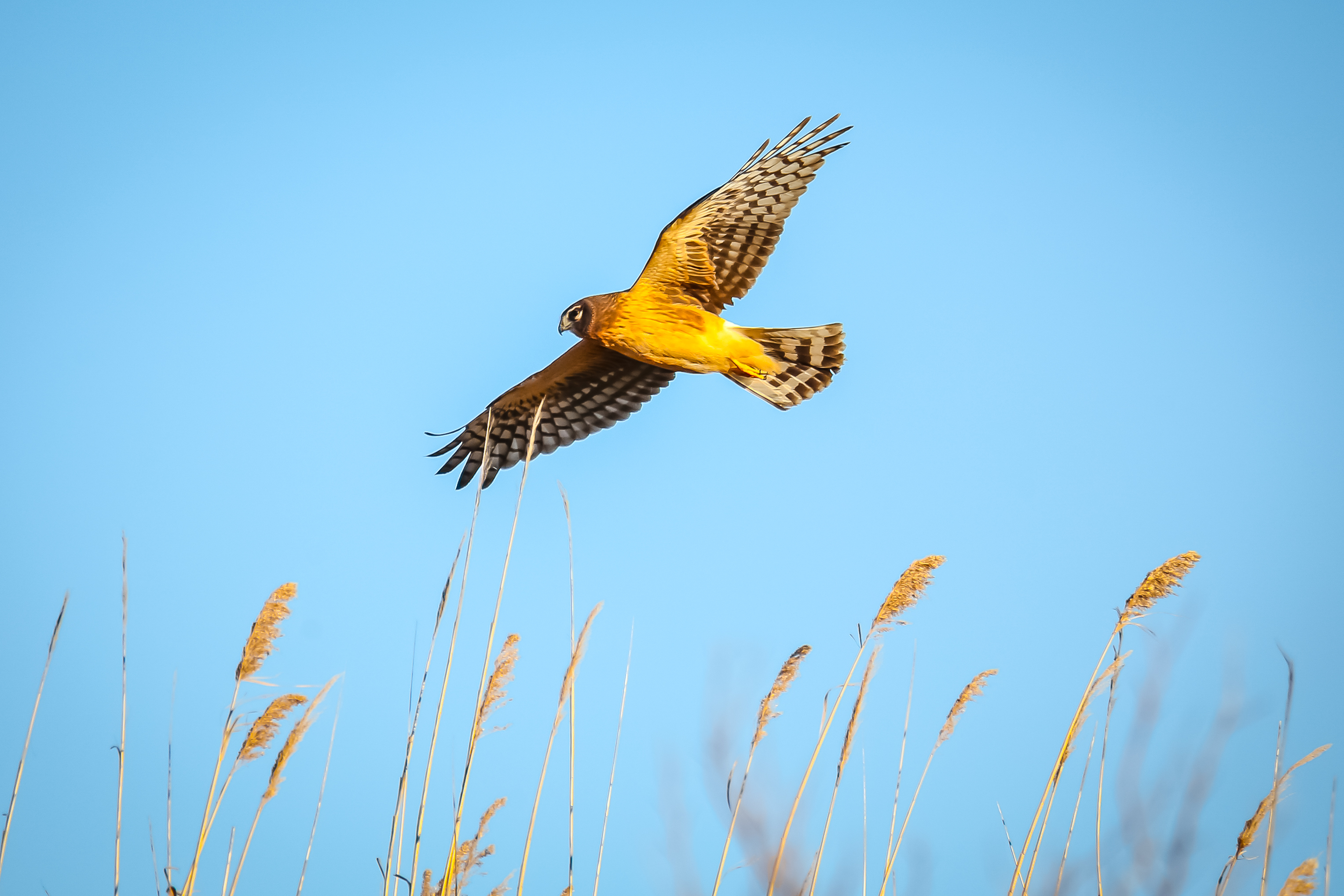 Watch for hunting Northern Harrier in Spring Creek Park. Photo: <a href="https://www.flickr.com/photos/92057307@N05/" target="_blank">Keith Michael</a>