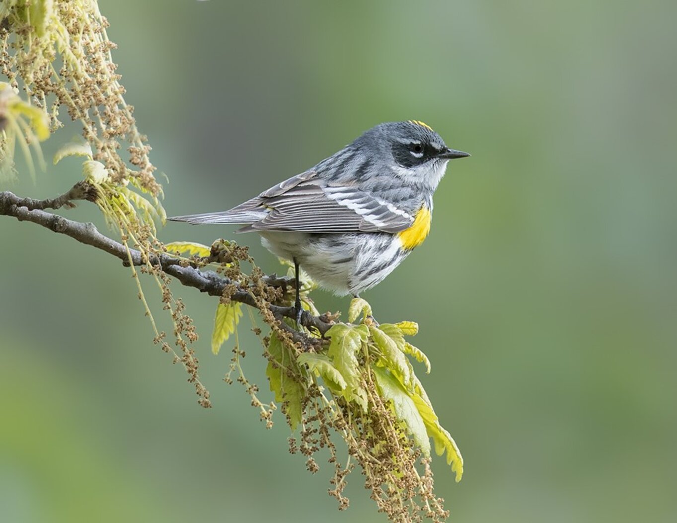 Yellow-rumped Warblers are among the more than 20 warblers species documented in East River Park. Photo: David Speiser