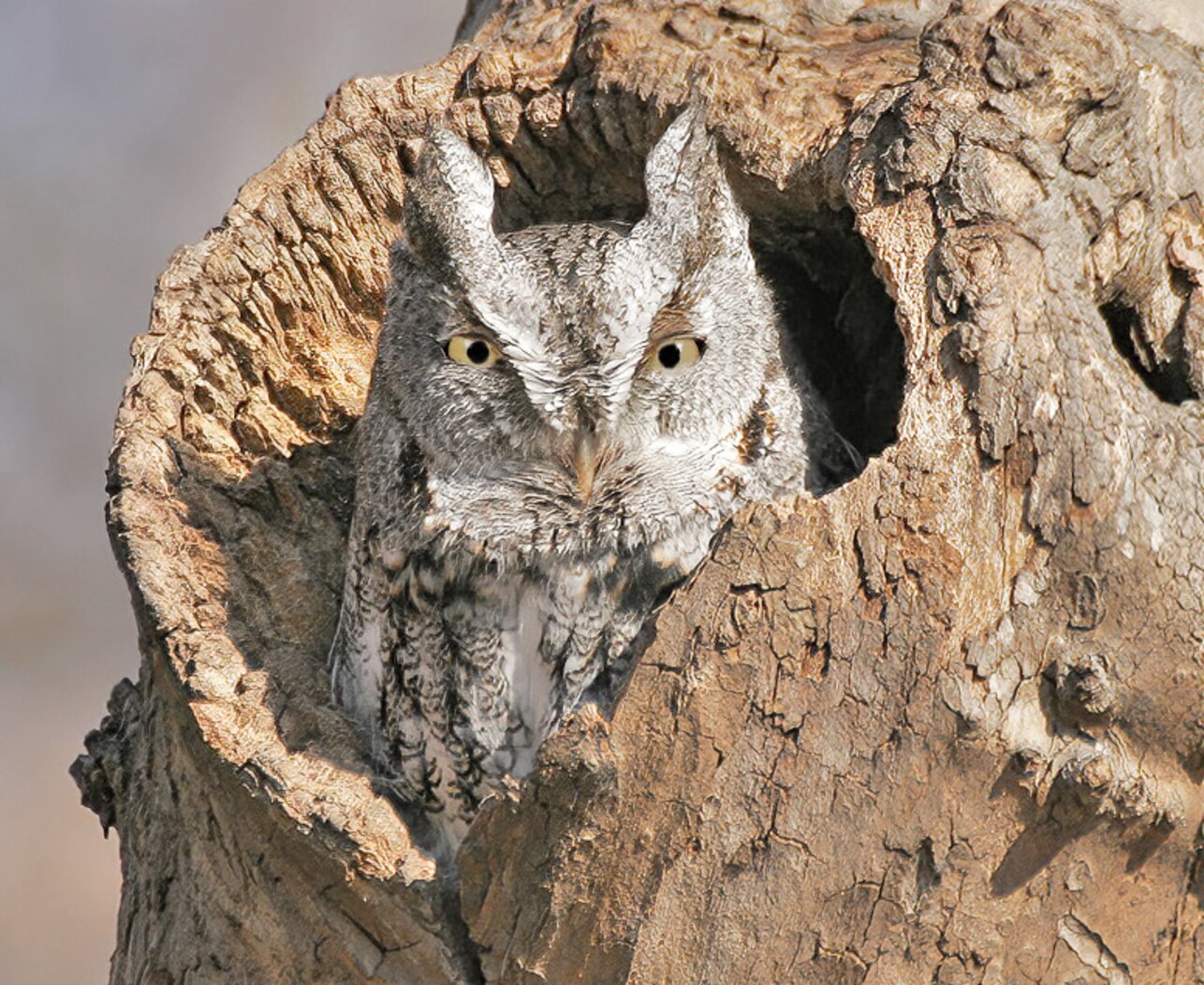 The haunting whinny of the Eastern Screech Owl can be heard in High Rock Park. Photo: David Speiser