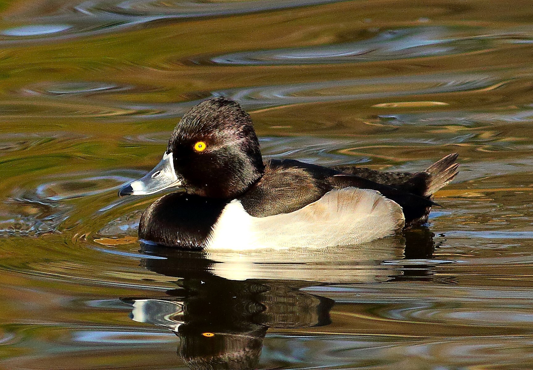 Ridgewood Reservoir is a likely spot for wintering Ring-necked Duck. Photo: <a href="https://www.flickr.com/photos/120553232@N02/" target="_blank">Isaac Grant</a>