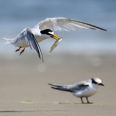 A Least Tern feeds its offspring at Plumb Beach. Photo: <a href="https://www.flickr.com/photos/92057307@N05/" target="_blank">Keith Michael</a>