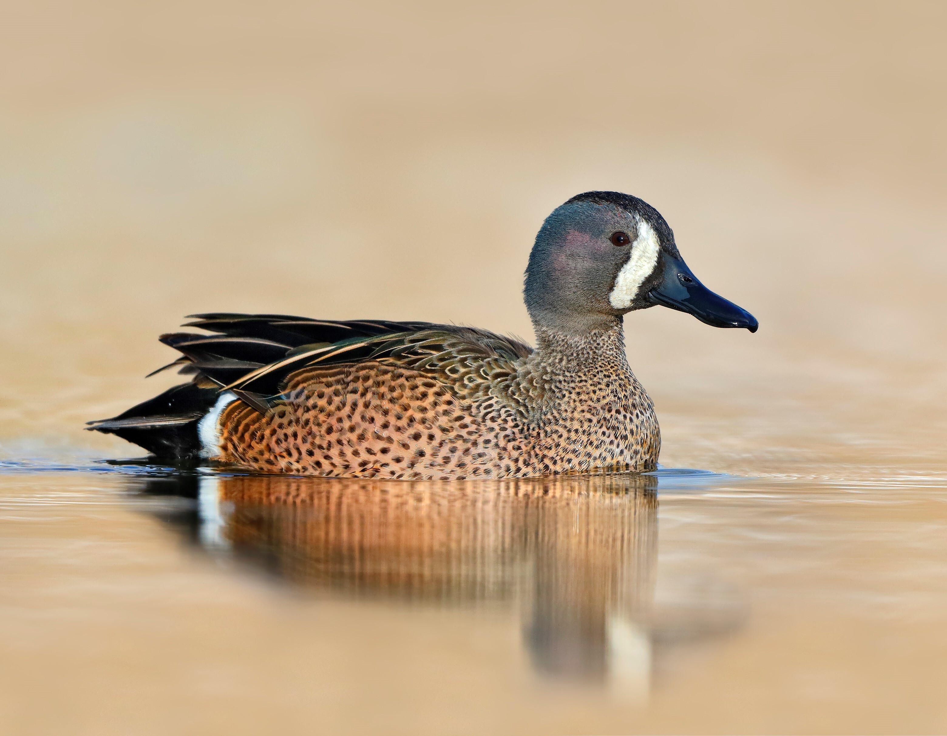 Willowbrook Park's wetlands occasionally attract less common species like Blue-winged Teal. Photo: <a href="https://www.flickr.com/photos/120553232@N02/" target="_blank">Isaac Grant</a>