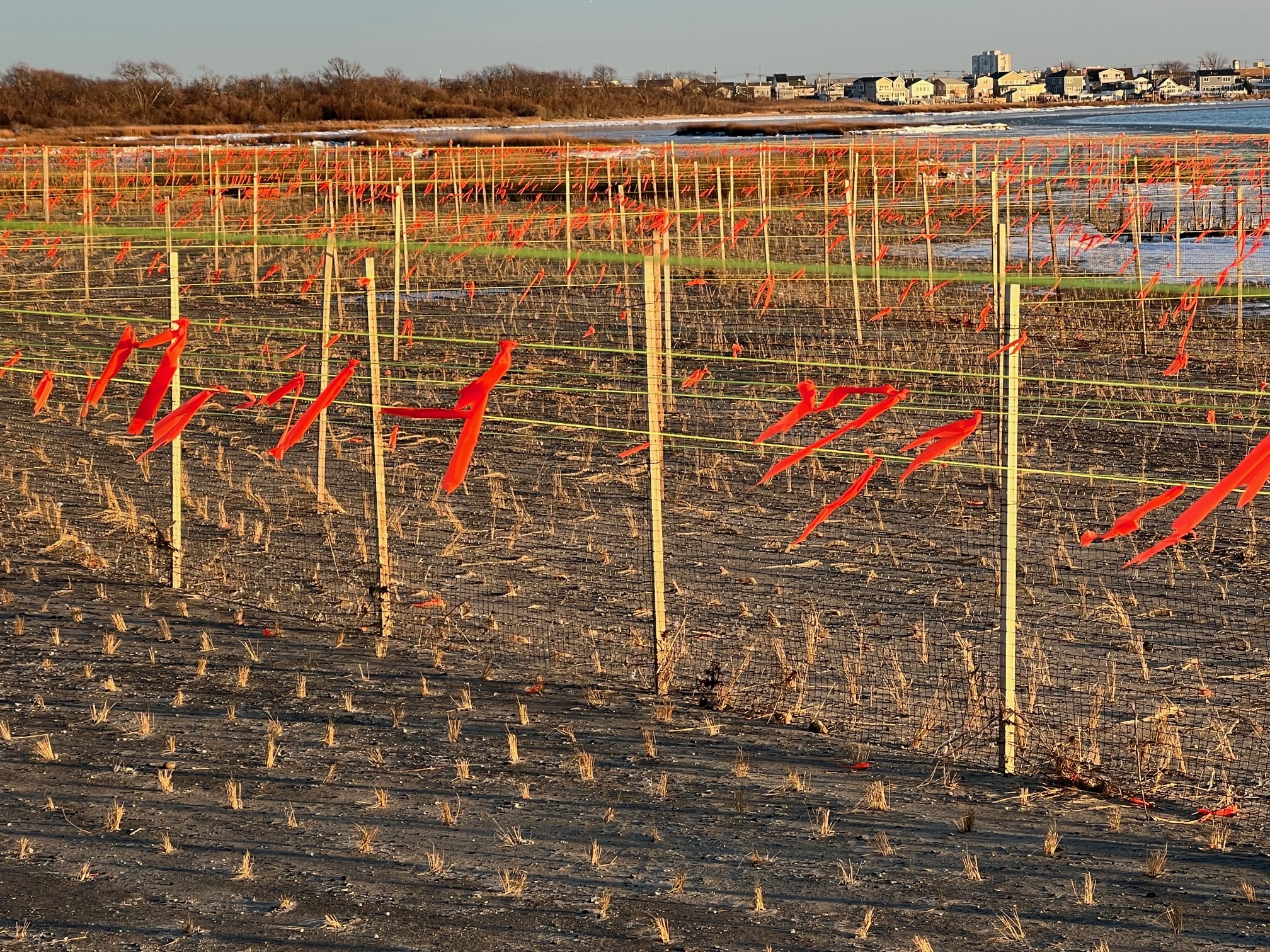 Orange flagging is strung over newly created and planted salt marsh beds to deter waterfowl from feeding on the young plants before they become established. Photo: Don Riepe