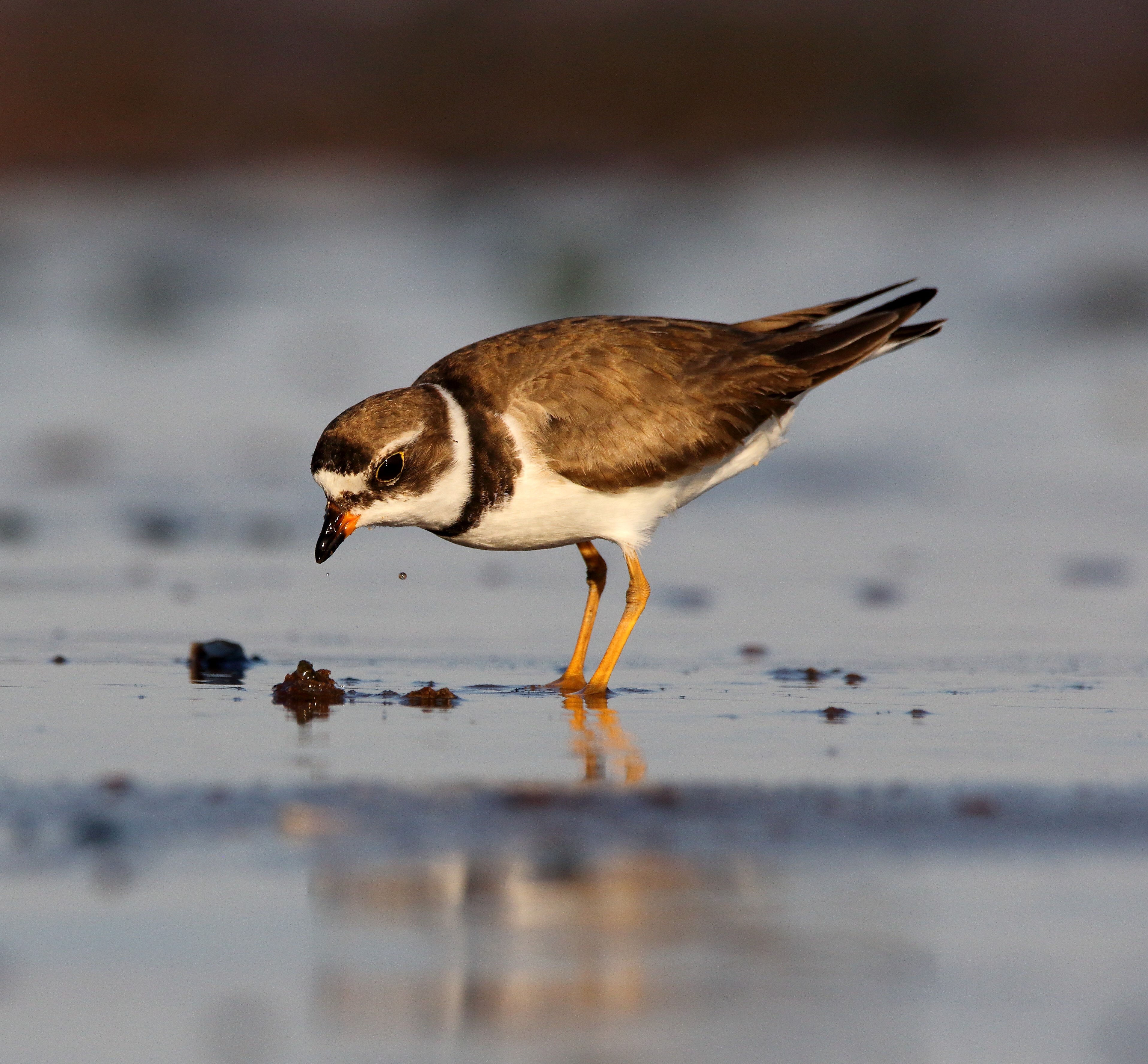 Semipalmated Plovers stop by the shores of Canarsie Park during migration. Photo: <a href="https://www.flickr.com/photos/120553232@N02/" target="_blank">Isaac Grant</a>