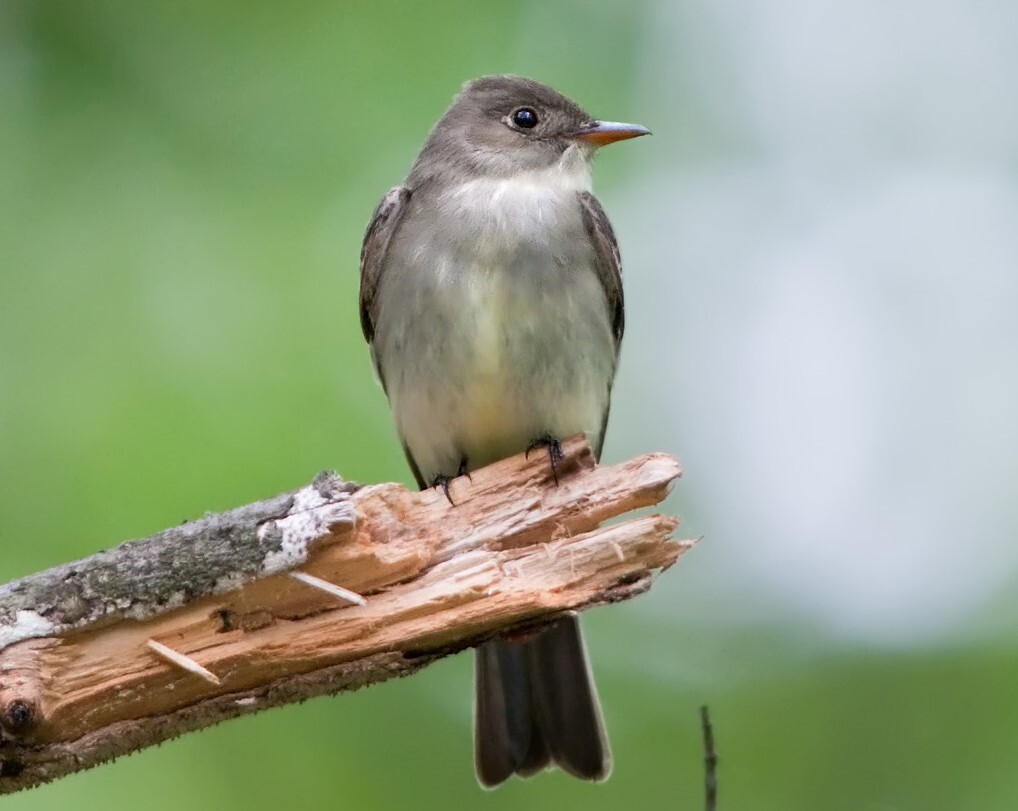The plaintive "PeeWeeee..." of the Eastern Wood-Pewee can be heard during nesting season in Cunnhingham Park. <a href="https://www.flickr.com/photos/puttefin/5829090530/" target="_blank">Photo</a>: Kelly Colgan Azar/<a href="https://creativecommons.org/licenses/by-nd/2.0/" target="_blank">CC BY-ND 2.0</a>