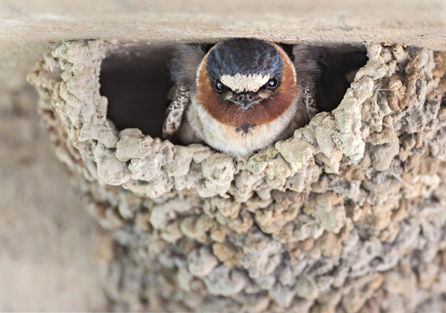 Cliff Swallows often build their mud nests on man-made structures. Photo: Joe Galkowski/Audubon Photography Awards