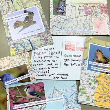 Postcards sent by Avian Advocates in support of Int. 1482, the Bird-friendly material bill, in Fall 2019. Photo: NYC Audubon
