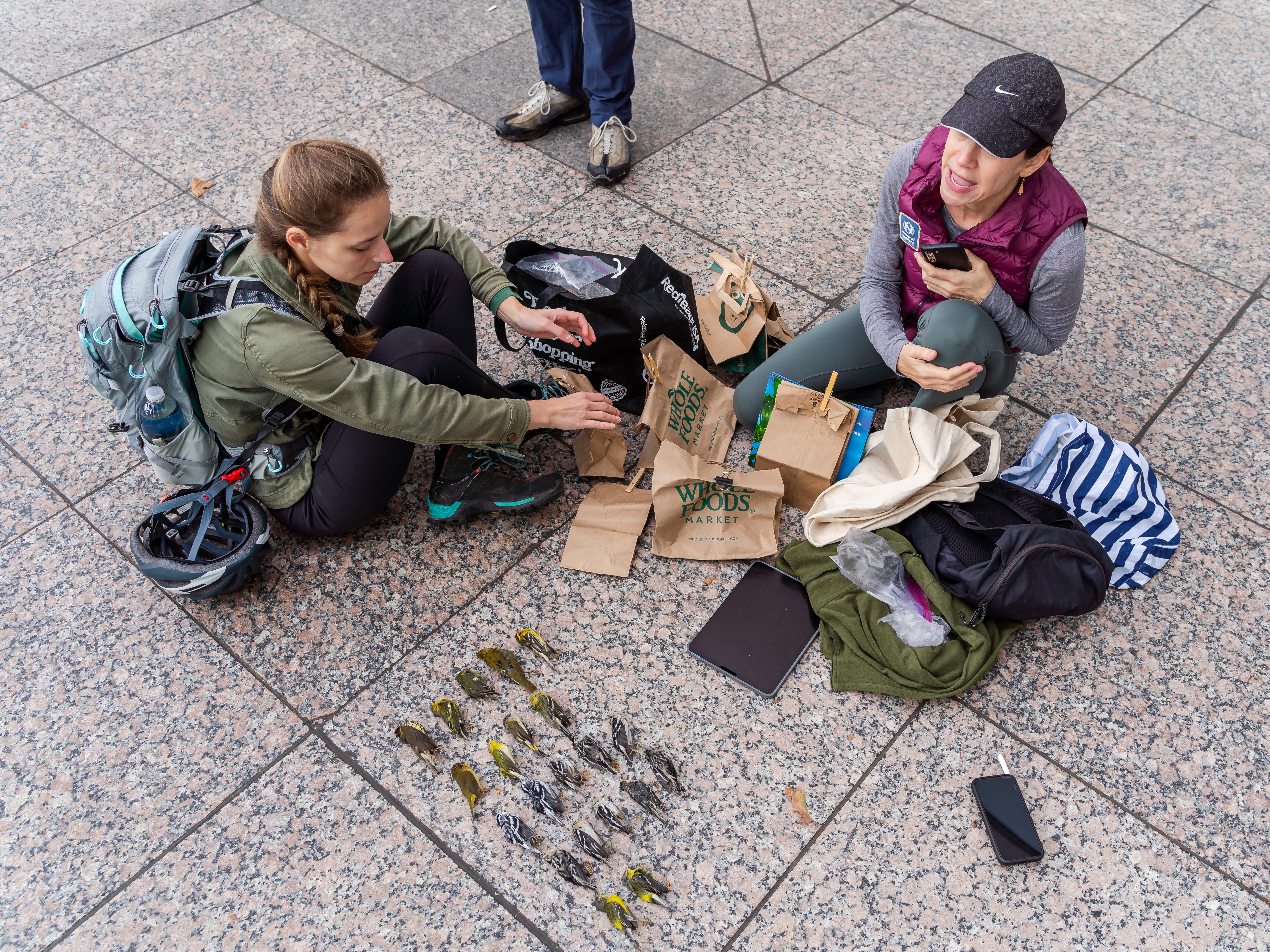 Collision monitors Fruzsina Agocs (left) and Hilary Berliner (right) sort through dead and injured birds found in a single morning in downtown Manhattan. Photo: Winston Qin