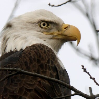A Bald Eagle in Manhattan’s Riverside Park, January 2020. Photo: <a href="https://urbanhawks.blogs.com/" target="_blank" >Bruce Yolton</a>
