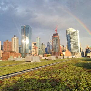 The green roof of the Jacob K. Javits Convention Center. Photo: Dustin Partridge
