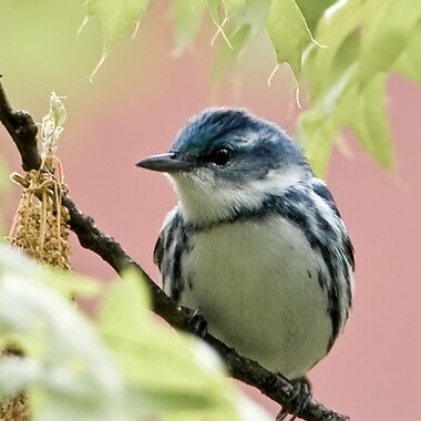 Cerulean Warblers occasionally show up in Central Park during migration. Photo: <a href="https://www.lilibirds.com/" target="_blank">David Speiser</a>