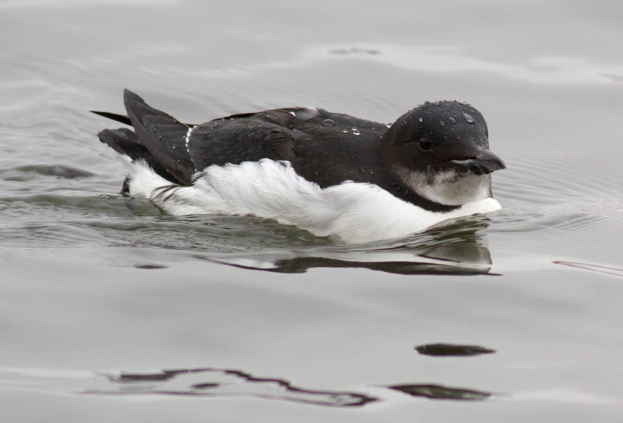 This Thick-billed Murre, a rare visitor to New York City, was found in the waters of Marine Park. Photo: <a href="https://bvandoren.com/" target="_blank">Benjamin Van Doren</a>