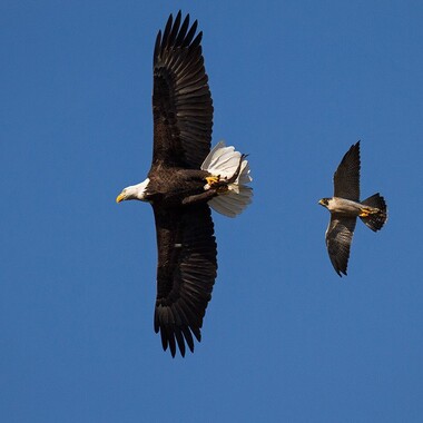 A Bald Eagle is pursued by a Peregrine Falcon. Photo: <a href="http://www.fotoportmann.com/" target="_blank" >François Portmann</a>
