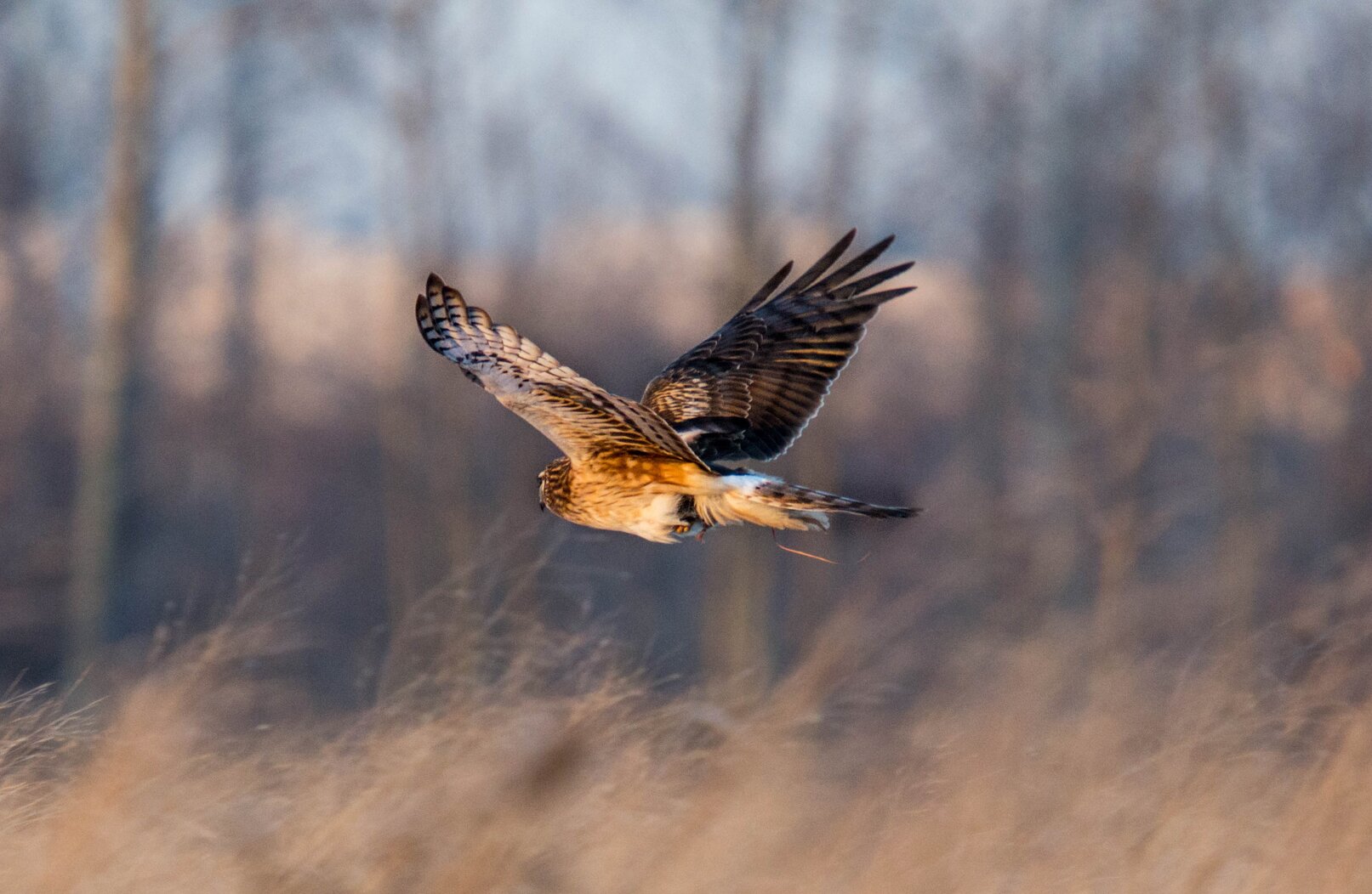 A Northern Harrier carries some sort of long-tailed prey over the grasslands of the Marine Park Preserve. Photo: Will Pollard/CC BY-ND 2.0
