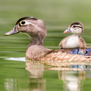Wood Duck with Duckling. Photo: Peter Brannon/Audubon Photography Awards