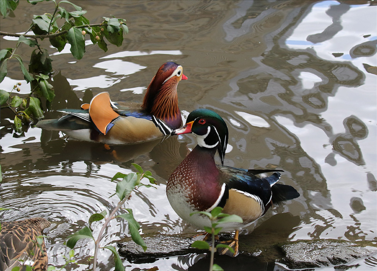 The Wood Duck (foreground) is a frequent sighting on the Central Park Pond; in 2019, it and other native waterfowl were joined by a much admired escaped male Mandarin Duck. Photo: <a href="https://www.flickr.com/photos/redtail10025/" target="_blank">Melody Andres</a>