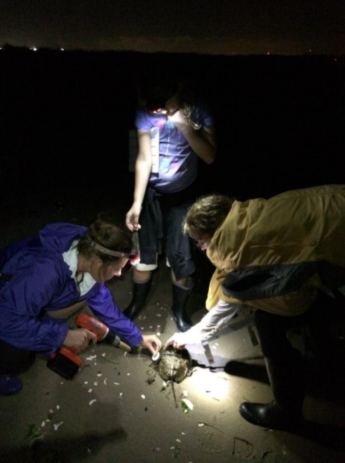Horseshoe Crab volunteers monitor crabs on nights of the new and full moon in May and June. Photo: Debra Kriensky