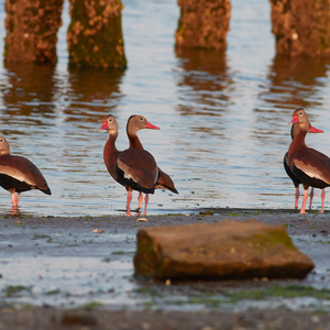 Interesting species can often be found in Marine Park Preserve, such as these Black-bellied Whistling Ducks (during an unexpected visit in 2016). Photo: <a href="https://kayeff.smugmug.com/">Karen Fung</a>