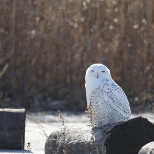 Floyd Bennett Field is one of the best places in New York City to see Snowy Owls. <a href="https://www.flickr.com/photos/77788954@N05/11540393134" target="_blank">Photo</a>: Heather Wolf/<a href="https://creativecommons.org/licenses/by-nc-sa/2.0/" target="_blank" >CC BY-NC-SA 2.0</a>