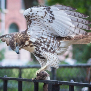 Red-tailed Hawk on fence with brown rat. Photo: Laura Goggin