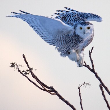 While Snowy Owls often sit directly on the ground, they are able to perch in trees—and display their feathered feet. Photo: <a href="http://www.fotoportmann.com/" target="_blank" >François Portmann</a>
