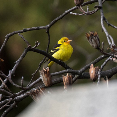 Rarities such as this vagrant immature male Western Tanager, here perched among Tulip Poplar seed clusters, are often spotted in Green-Wood Cemetery. Photo: <a href="https://www.flickr.com/photos/144871758@N05/" target="_blank">Ryan F. Mandelbaum</a>