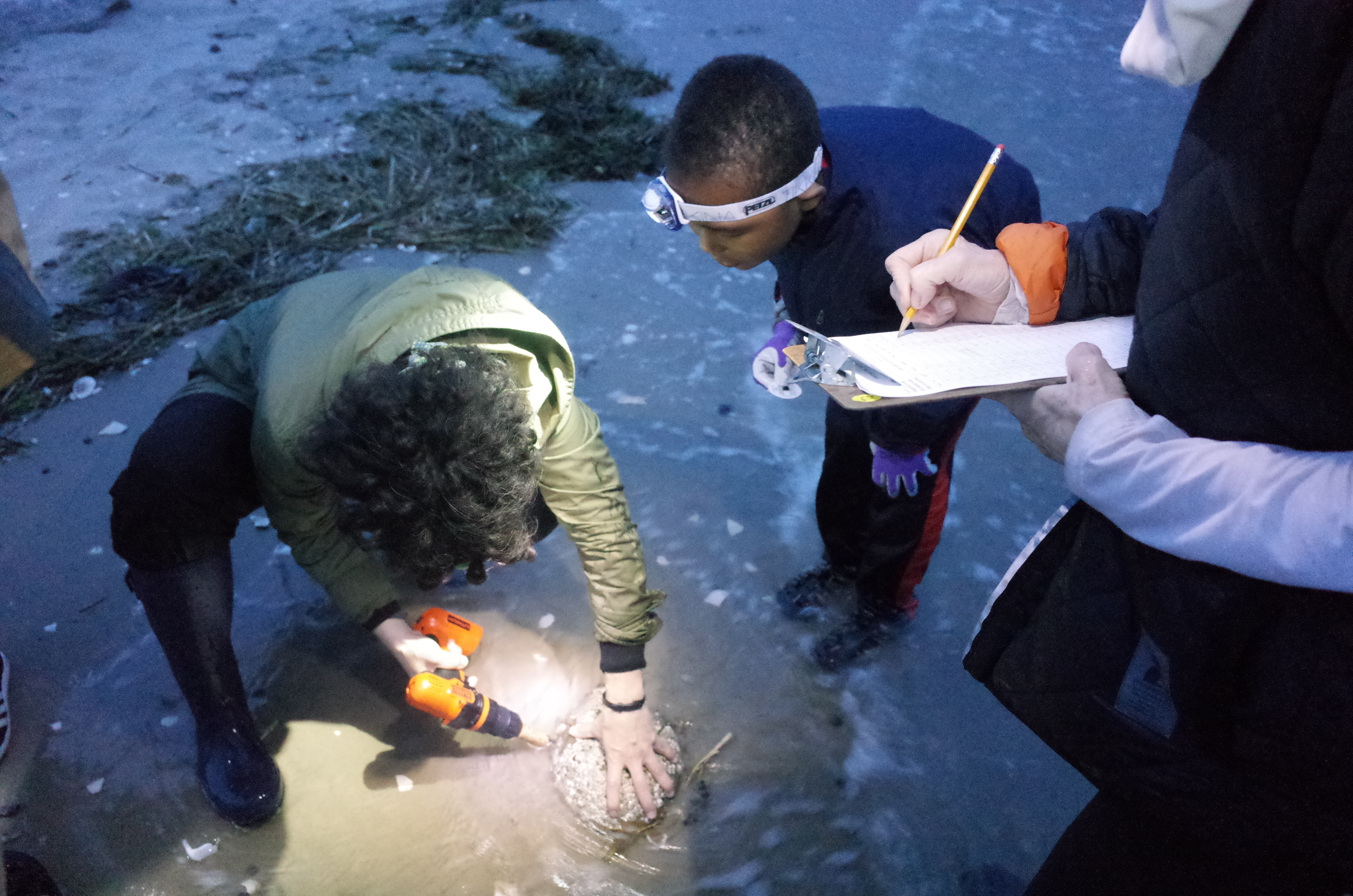 Volunteers measure and tag a horseshoe crab at Plumb Beach, Brooklyn. Photo: Akiko Togami