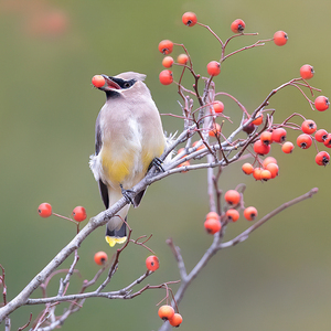 Cedar Waxwings and many other bird species are sustained by the berries of the Winterberry Holly during the colder months. Photo: David Speiser