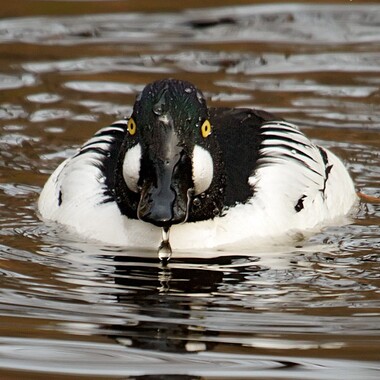 The yellow eyes and white cheek patches of a male Common Goldeneye stare into the camera as the bird surfaces from a dive. Photo: Laura Meyers