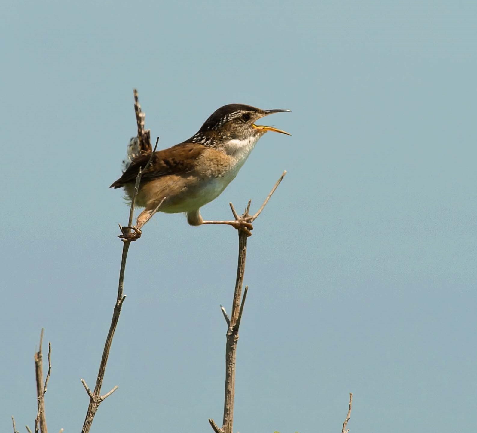 The Marsh Wren's reedy song can be heard during breeding season in Brookfield Park. <a href="https://www.flickr.com/photos/puttefin/3630379543/" target="_blank">Photo</a>: Kelly Colgan Azar/<a href="https://creativecommons.org/licenses/by-nd/2.0/" target="_blank">CC BY-ND 2.0</a>