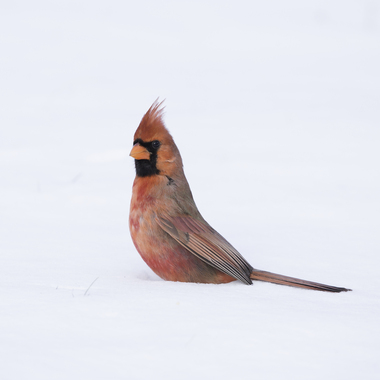 A bright red male Northern Cardinal raises its crest as it sits in the snow. Photo: Laura Meyers