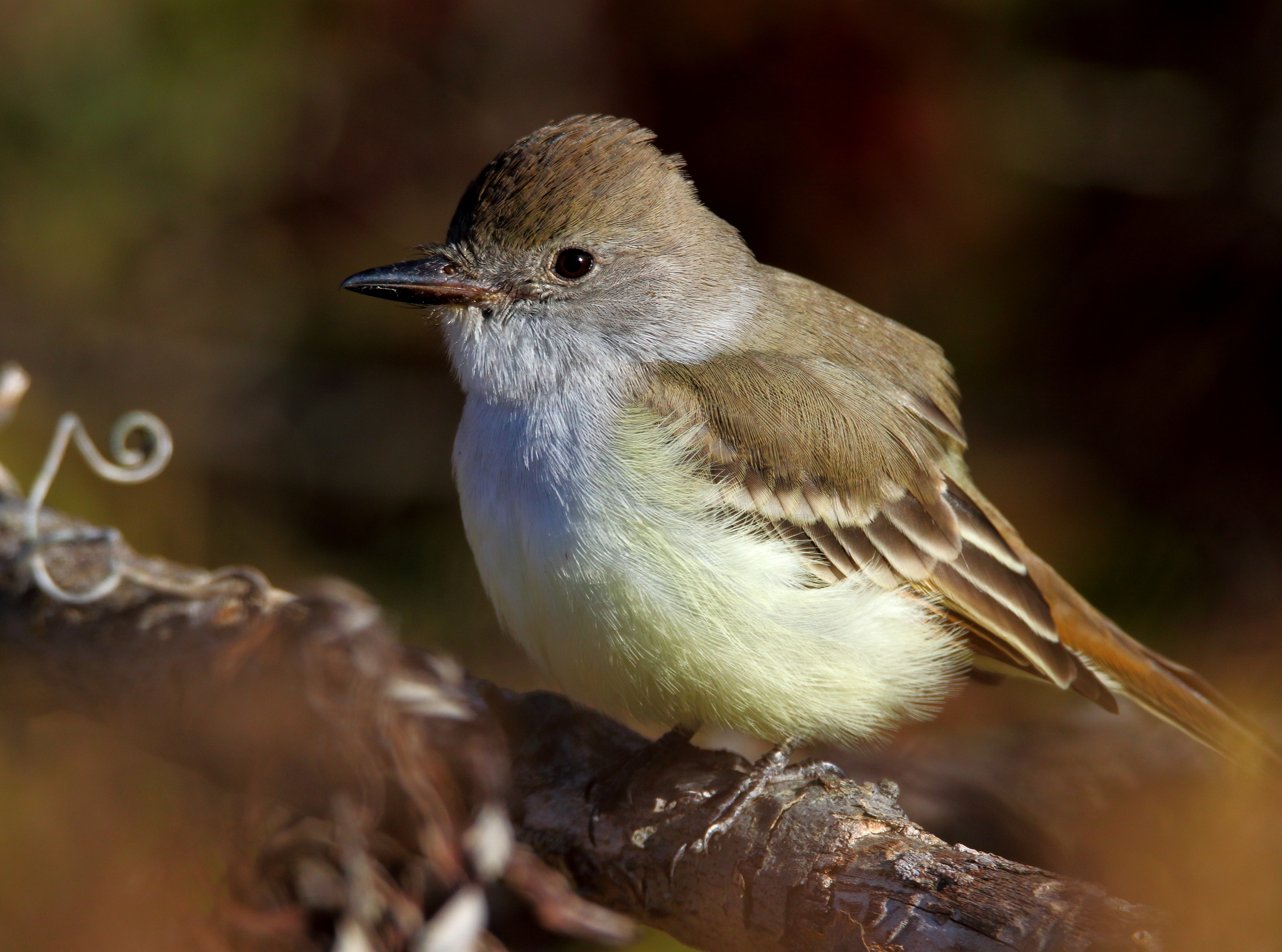 Ash-throated Flycatcher, a western species, has been documented at Mount Loretto. Photo: <a href="https://www.flickr.com/photos/120553232@N02/" target="_blank">Isaac Grant</a>