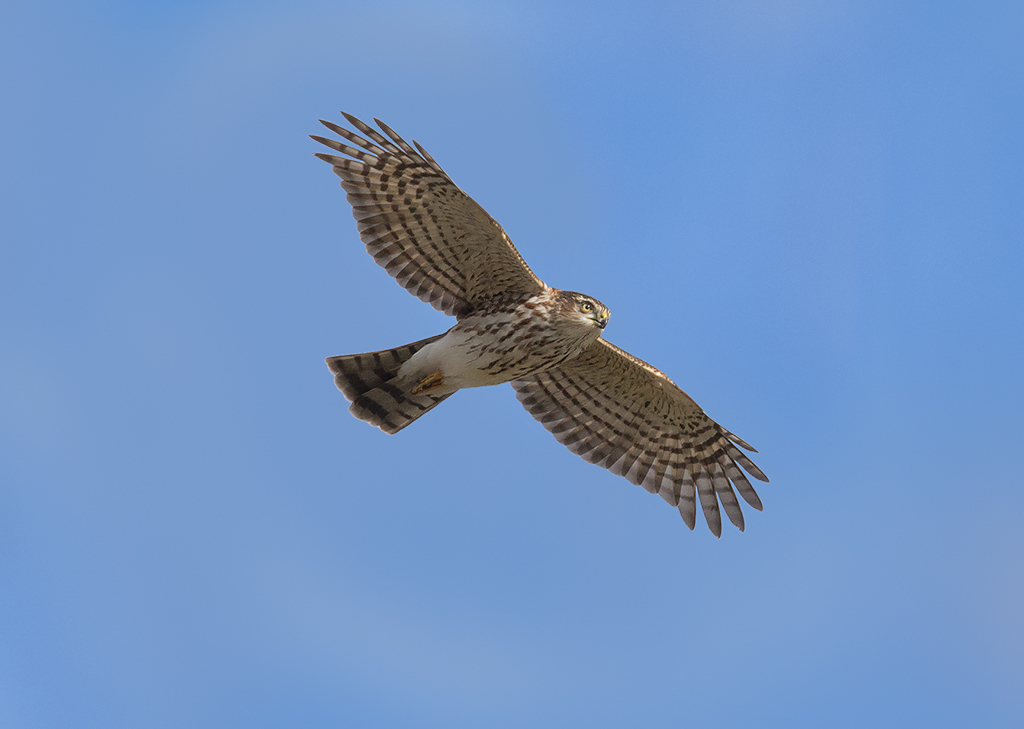 Sharp-shinned Hawks and other raptors may be seen from Vault Hill as they migrate through Van Corltandt Park. Photo: <a href="https://www.lilibirds.com/" target="_blank">David Speiser</a>